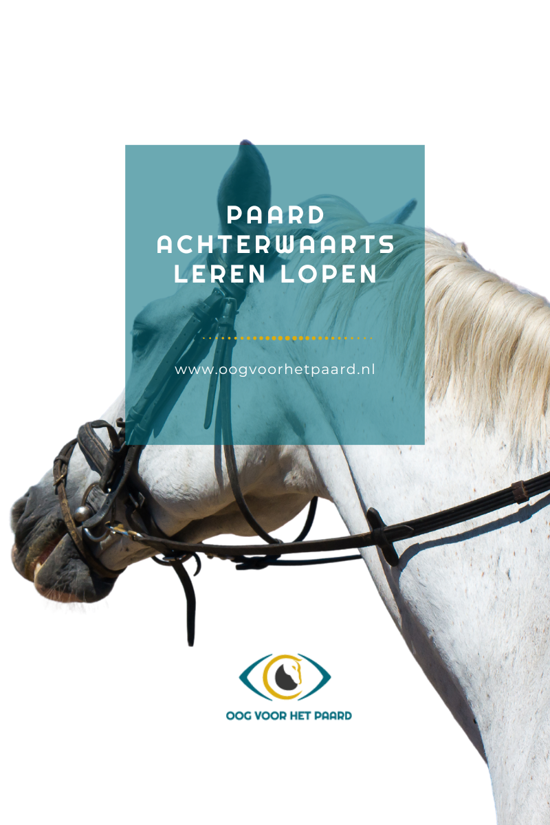 rillig Archieven - Oog voor het paard